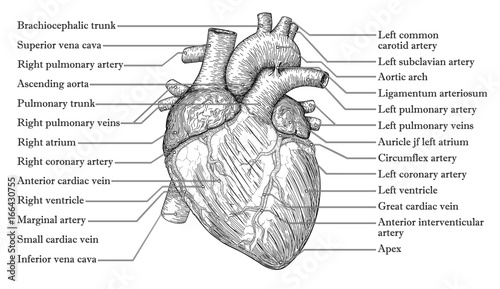 Human Heart Drawing With Names