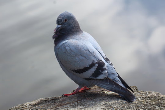 Pigeon posé sur un rocher près d'un lac