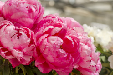 Obraz premium bouquet of pink peonies