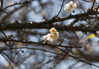 White apricot tree flower, seasonal floral nature theme, background of spring in Asia
