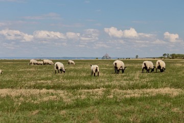 Obraz premium Baid du Mont Saint Michel / Moutons et Agneaux