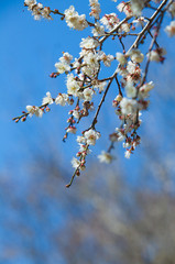 White apricot tree flower, seasonal floral nature theme, background of spring in Asia