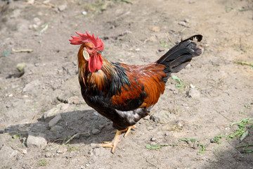 Bright cock walks along the paddock