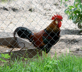 Bright cock walks along the paddock