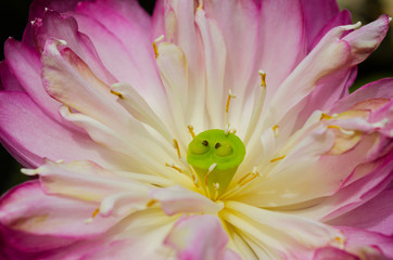Pink lotus with white
