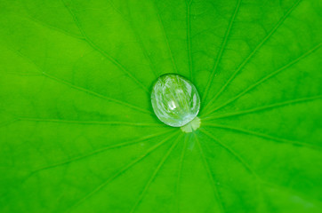 Drops on green lotus leaf