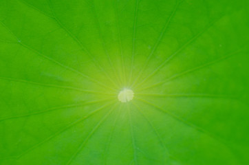 Green leaf lotus for the background