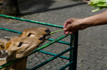 Feed the deer with longan beans in the zoo.