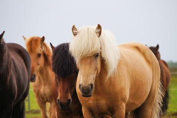 Icelandic horses standing in a field,Iceland.
