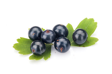 Blackcurrant
