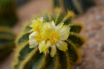 Cactus yelllow color flower at cactus garden
