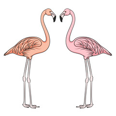 Color vector image of flamingo. Isolated object on white background.