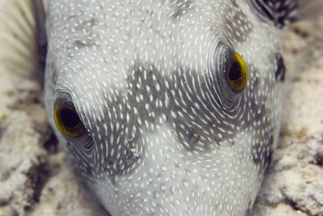 Yellow eyes of a pufferfish © Microgen