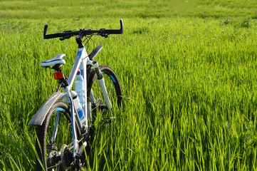 Fototapeta na wymiar White bicycle in the grass