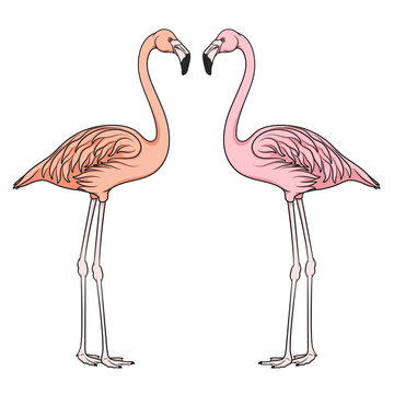 Color vector image of flamingo. Isolated object on white background.