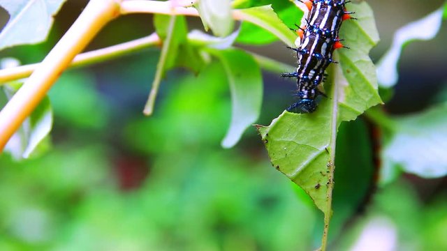 caterpillar worm striped blue - black and white Walking eat on leaf  (Eupterote testacea, Hairy caterpillar) select focus with shallow depth of field