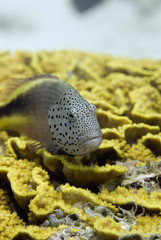 Tropical fish on a yellow coral