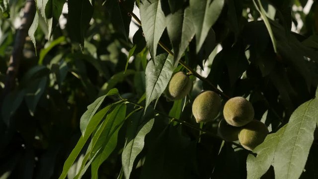Shallow DOF of Prunus persica organic fruit footage - Close-up of green leafs and tree branches of peach video 