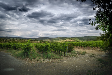Cloudy vineyard - 166434593