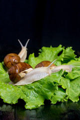 Garden snail on green leaf of salad with black background