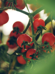Growing ripe cherry tomato plant outdoors