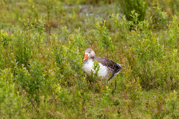 Crossbreed goose walking in the grass in the meadow