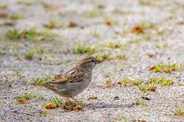 House Sparrow female sitting on the ground