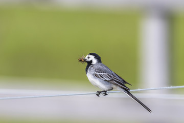 Wagtail with its beak full of insects