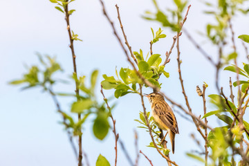 Sedge warbler that sings from a branch