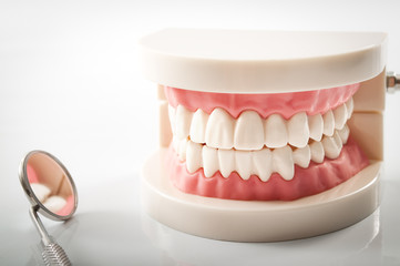 Dentist appointment, dentistry instruments and dental hygienist checkup concept with teeth model dentures and mouth mirror on a bright white background. Regular checkups are essential to oral health