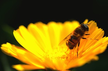 yellow flower
