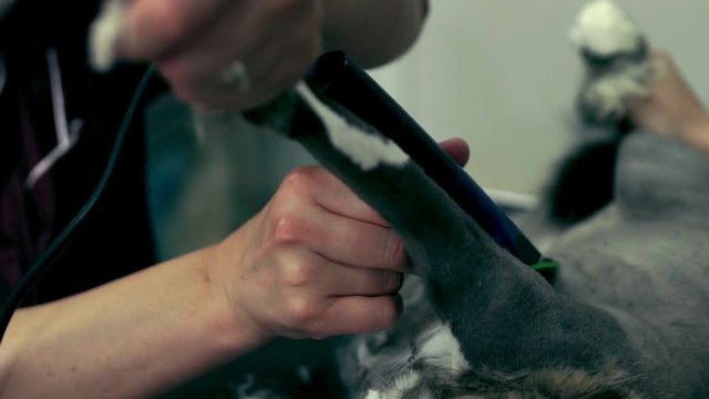 Cat grooming. Pet grooming. Domestic animal