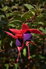 Red fucshia flower background