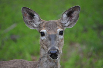 Whitetail doe deer closeup in Hawley the Poconos Pennsylvania