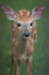 Whitetail baby deer fawn closeup in Hawley the Poconos Pennsylvania