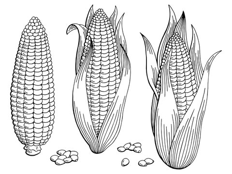 Corn graphic black white isolated sketch illustration vector