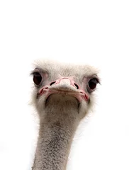 Foto op Plexiglas Struisvogel struisvogel geïsoleerd op wit