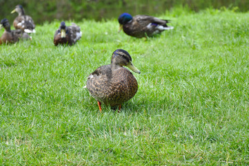 Ducks sitting on the green grass