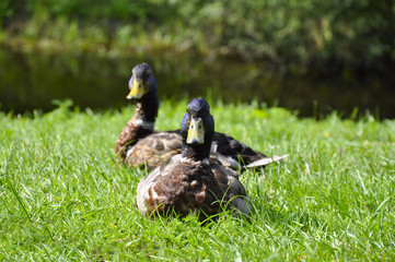 Two ducks on the grass