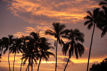 Obraz na płótnie Canvas Tropical Dawn