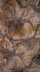 close up of wood texture. Wood palm texture macro
