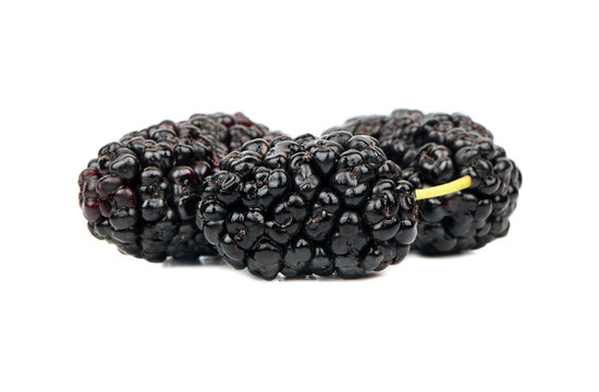 Three black mulberry