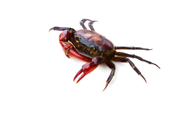 field crab isolated on white background