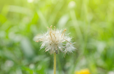 Grass flower