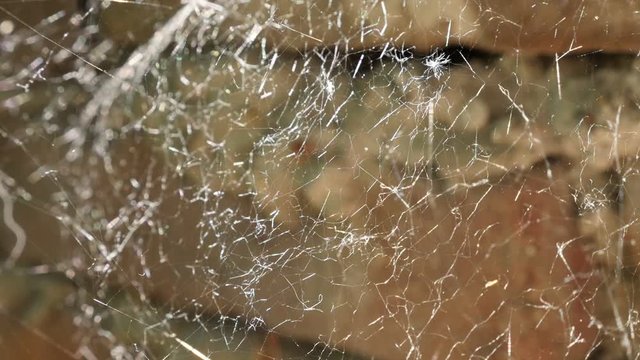 Complex spider web slow-mo 1080p FullHD footage - Fine cobweb slow motion close-up 1920X1080 HD video 
