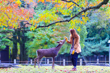 deer of Nara at fall season, Nara Japan