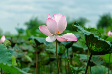 Obraz premium beautiful the bud of a lotus flower.Lotus and leaf are in the pool very beautiful.