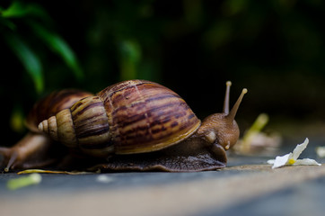 Helix pomatia, common names the Burgundy snail, Roman snail, edible snail or escargot