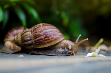 Helix pomatia, common names the Burgundy snail, Roman snail, edible snail or escargot