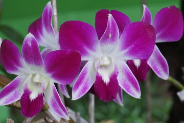 Fototapeta na wymiar Beautiful pink orchid in the garden.